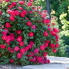 Double Knock Out® Rose - The Most Popular Repeating Rose Bush - Cannot Ship to AZ