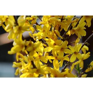 BELL NURSERY 3 Gal. Lynwood Gold Forsythia Flowering Shrub with Yellow Flowers FORSY3LGD1PK