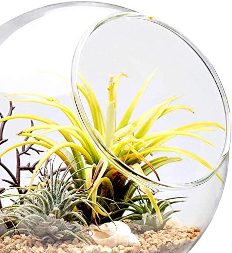 Plant Terrarium Display Glass Tabletop Succulent Air Plant Planter Globe Microlandschaft House