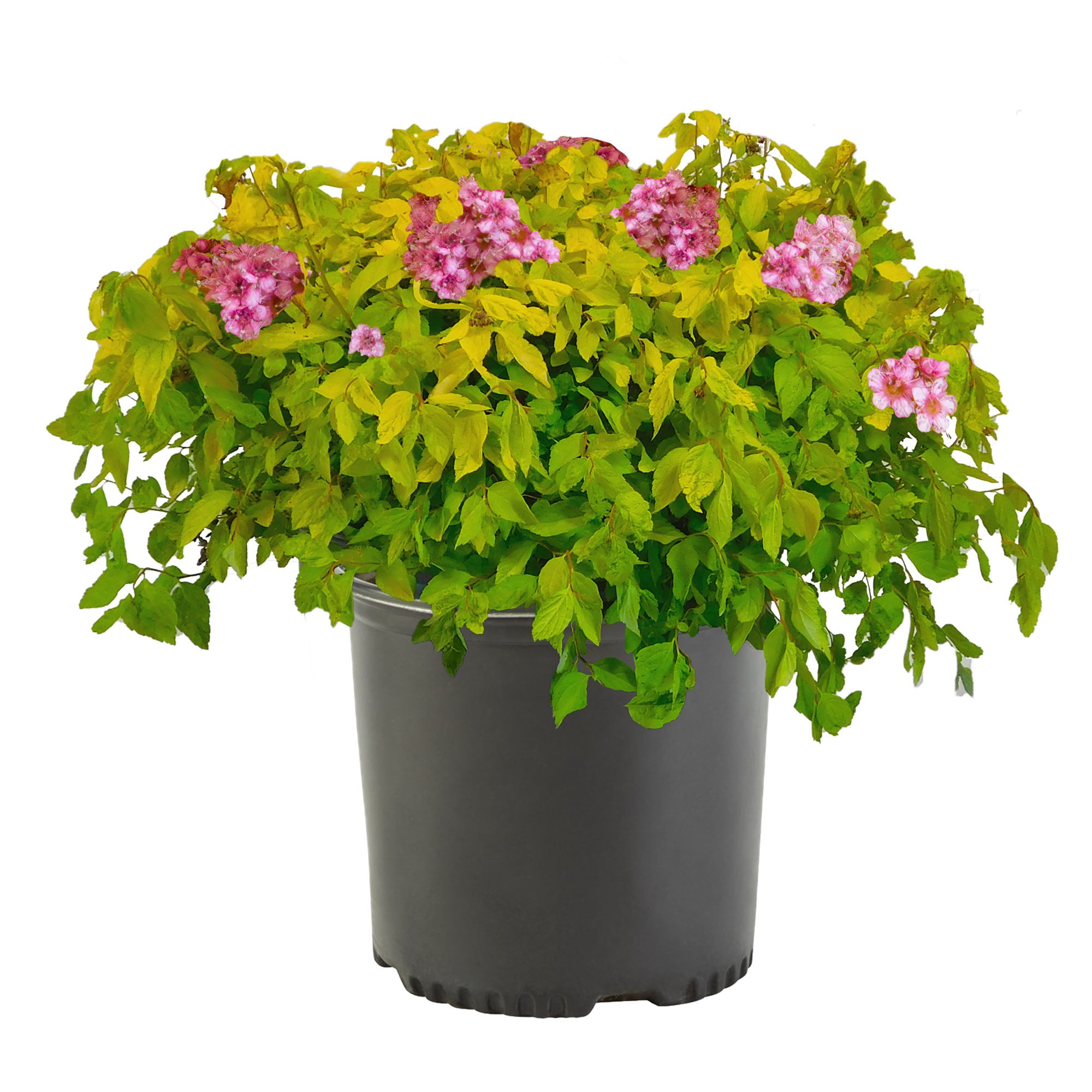 Goldmound Spirea Live Shrub (2.25 Gallon)