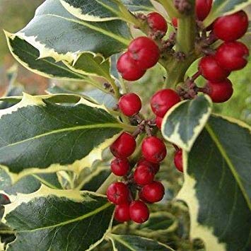 Variegated Holly- Shiny, Dark