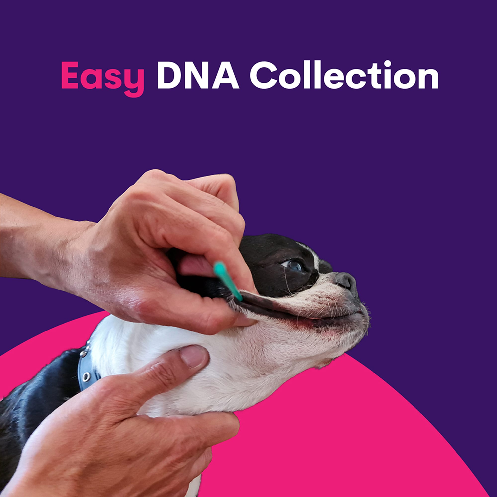 Orivet Geno Pet Dog DNA Breed Identification Test