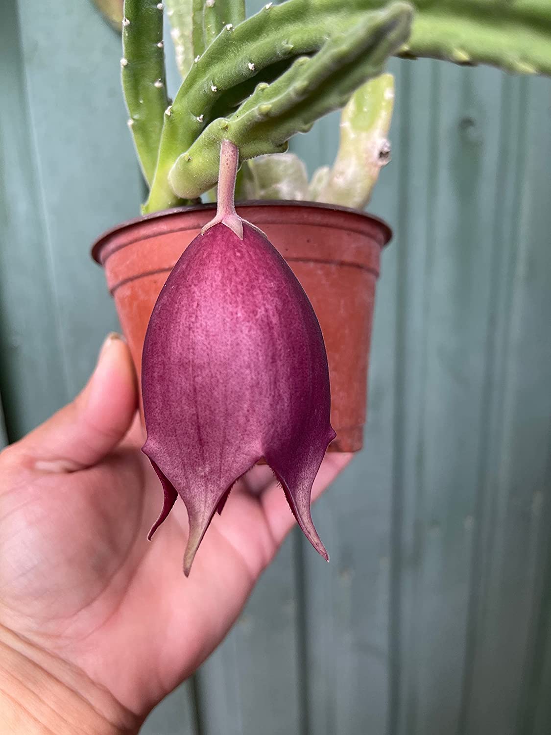 Stapelia leendertziae Black bell Carrion Flower. Maroon Cup Starfish， huernia spp black Bells