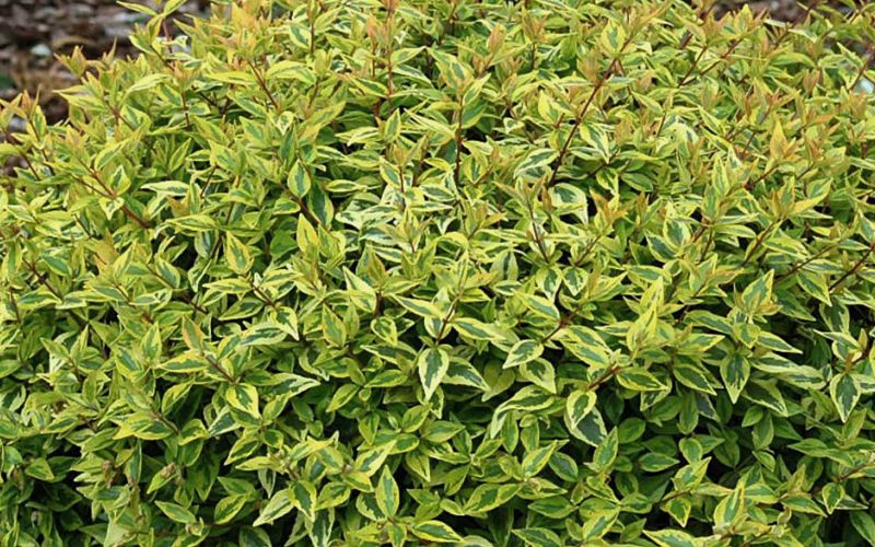 Lemon Lime Radiance Abelia