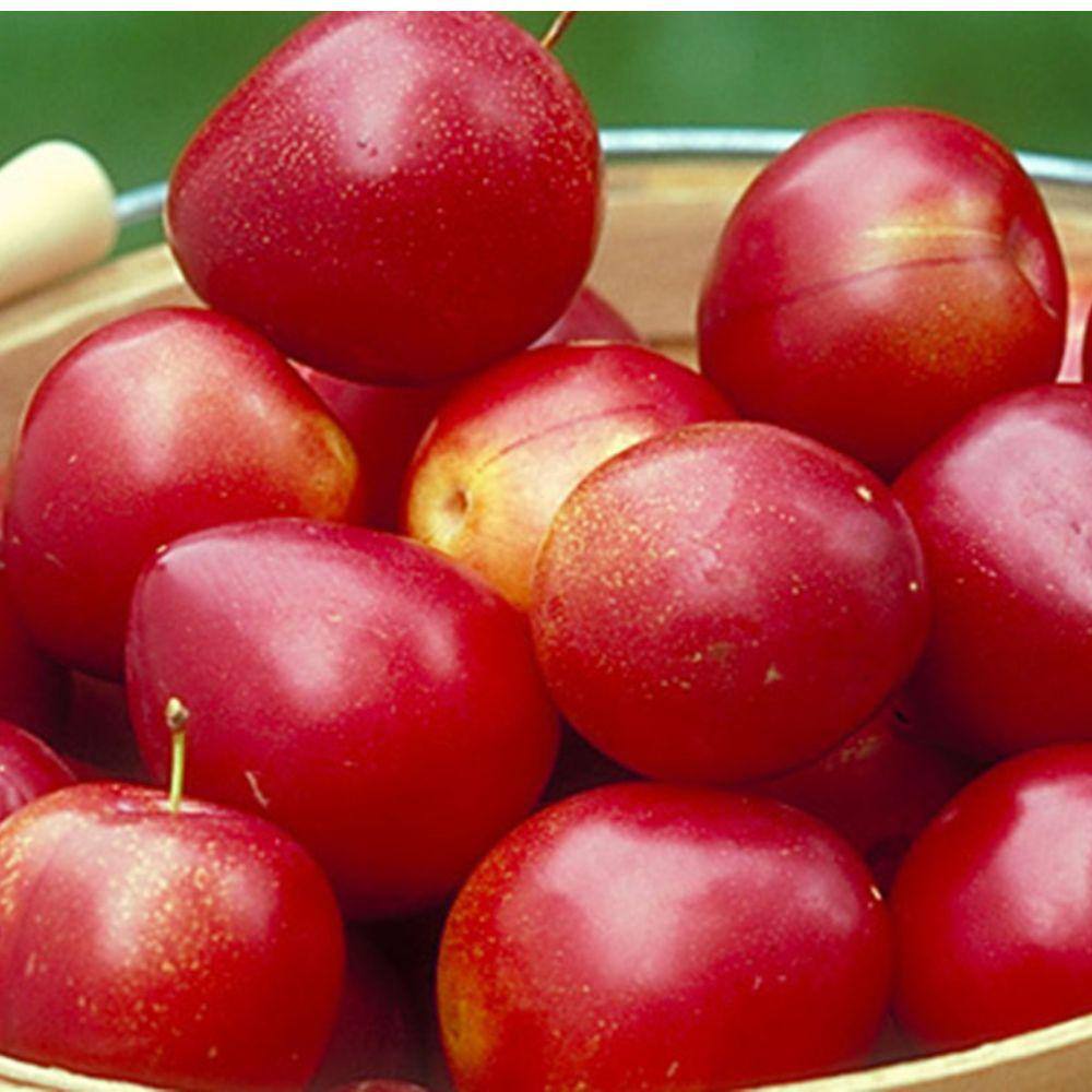 5 Gal. Au Roadside Plum Tree PLUARD05G