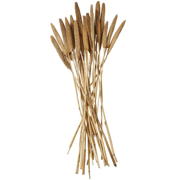 20 x27 x27 X 1 x27 x27 Dried Plant Bunny Tail Natural Foliage With Long Stems Brown Olivia amp May