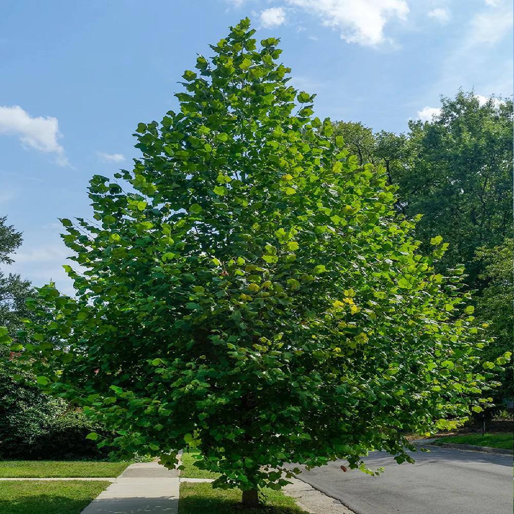 5 gal. American Sycamore Tree SYCAME05G