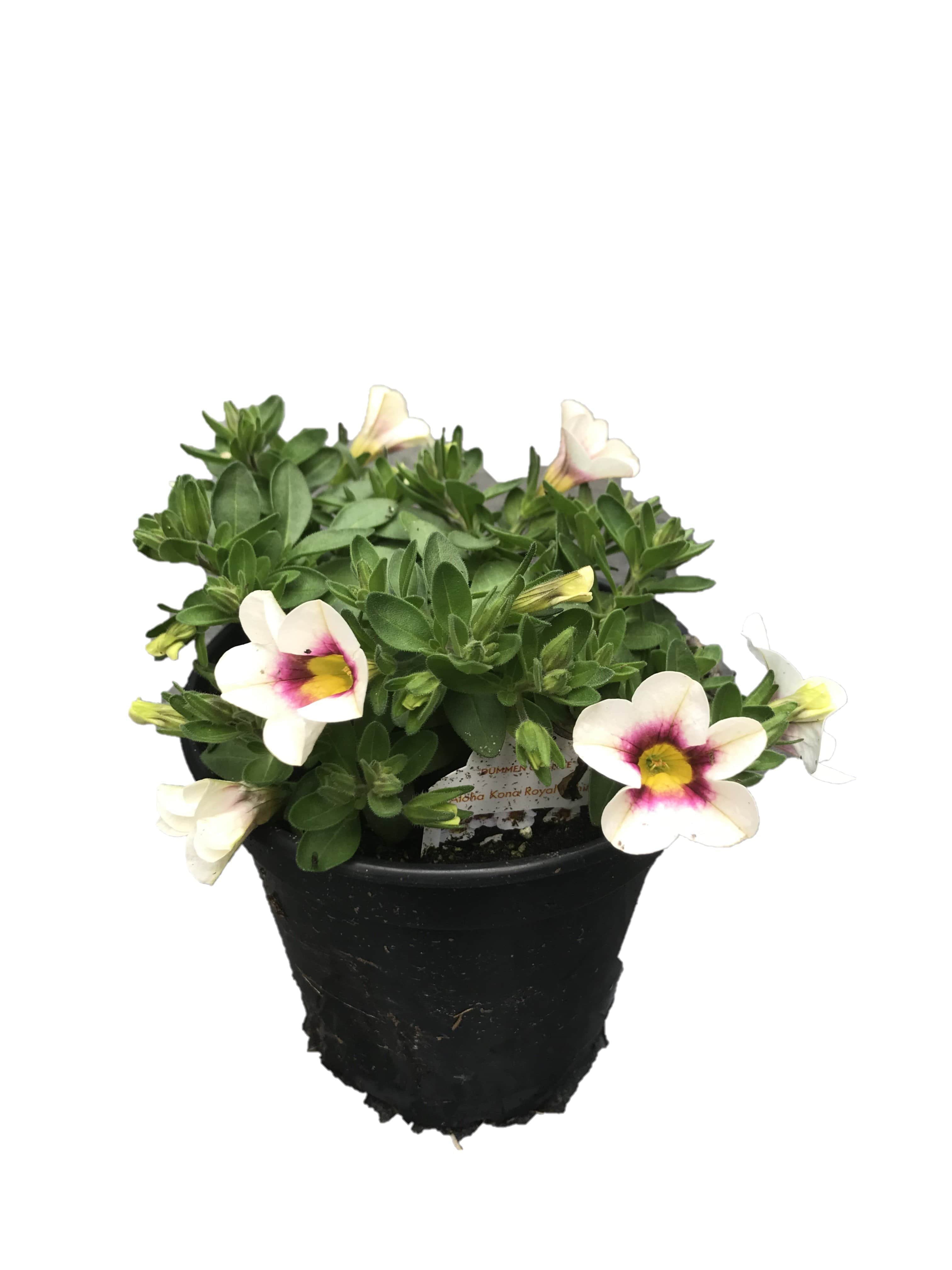 Calibrachoa Kona Royal White， 4.5