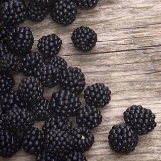 national PLANT NETWORK 2.25 Gal. Navaho Blackberry Plant HD7056