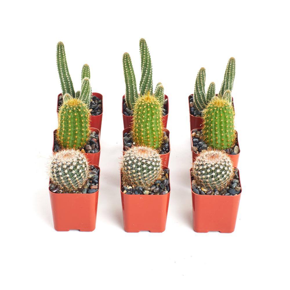 Shop Succulents 8 Plants Instant CactusSucculent Collection with 2 in. pots 8-cacti-2