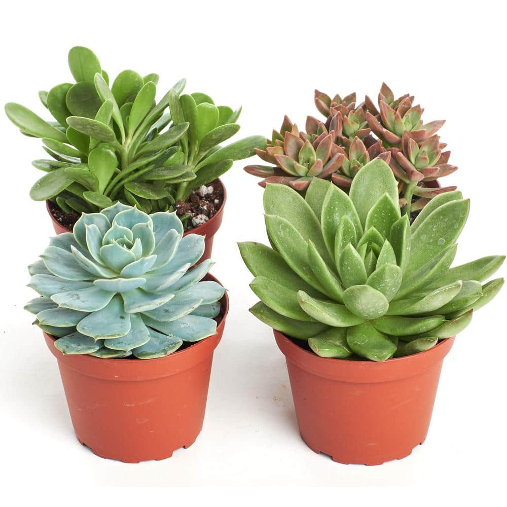 Shop Succulents 4 in. Assorted Succulent Collection Succulent (Collection of 4) A4-4