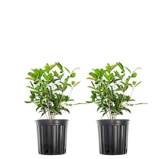 1 Gal. Evergreen Tea Olive Shrub (2-Pack) THD00064