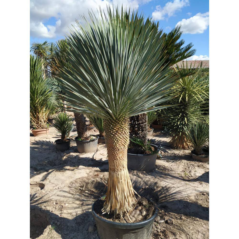 Wekiva Foliage Silver Yucca - Starter Plant in a 4 Inch Growers Pot - Yucca Rostrata - Extremely Rare Outdoor Ornamental Evergreen Tree SilverYucca4