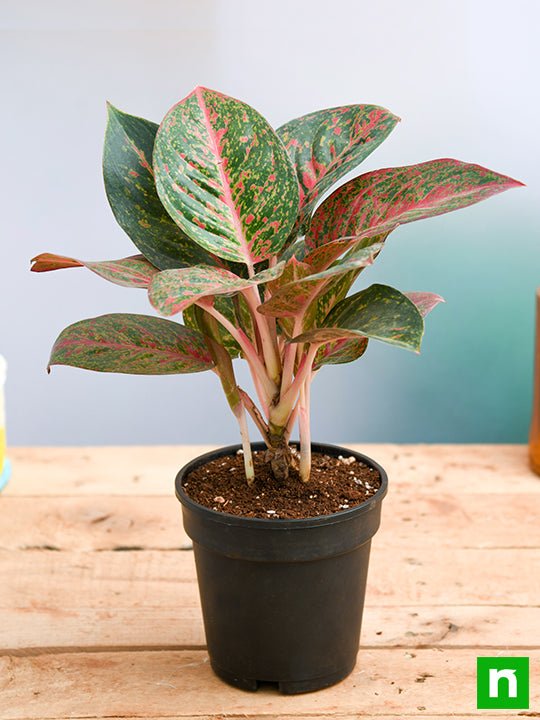 Aglaonema widuri, Aglaonema Red Peacock - Plant