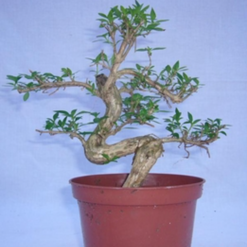 Bonsai Serissa Japonica (Live Plant) Indoor/Outdoor Plant