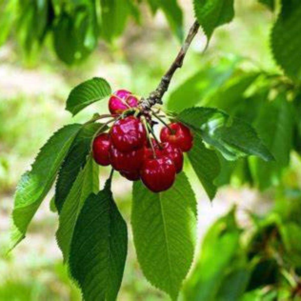 5 gal. Tulare Cherry Tree CHETUL05G