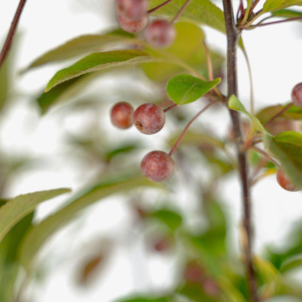 7 Gal. Robinson Crabapple Flowering Deciduous Tree with Pink Flowers CRAROB07G