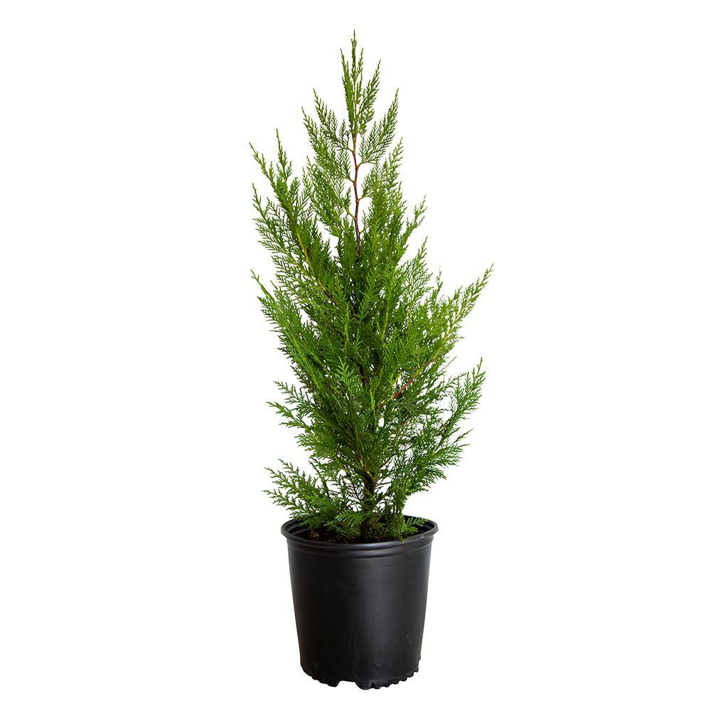 FLOWERWOOD 2.5 Gal - Leyland Cypress Live Evergreen Tree Rich Green Foliage 12373FL