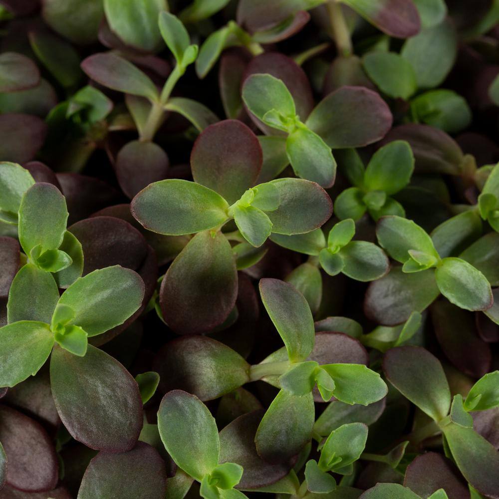 METROLINA GREENHOUSES #5 1 Qt. Sunsparkler Firecracker Burgundy Sedum Plant 72175