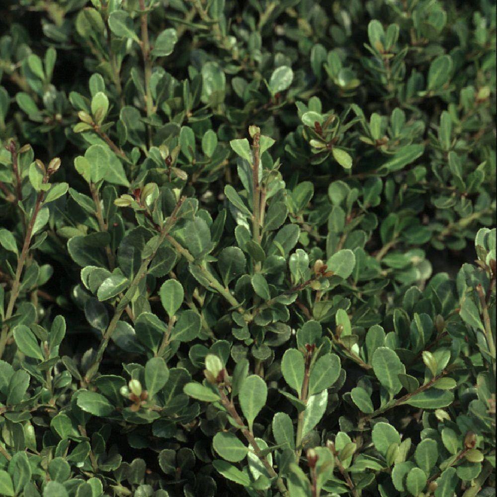 FLOWERWOOD 2.5 Gal - Compacta Japanese Holly(Ilex) Live Evergreen Shrub 31003FL