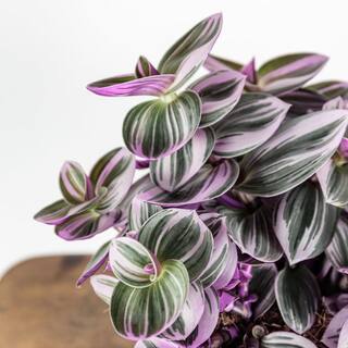 Wekiva Foliage Tradescantia Nanouk Wandering Jew - Live in a 4 Inch Pot - Tradescantia Albiflora - Rare and Elegant Indoor Houseplant TradescantiaNanoukWanderingJew4