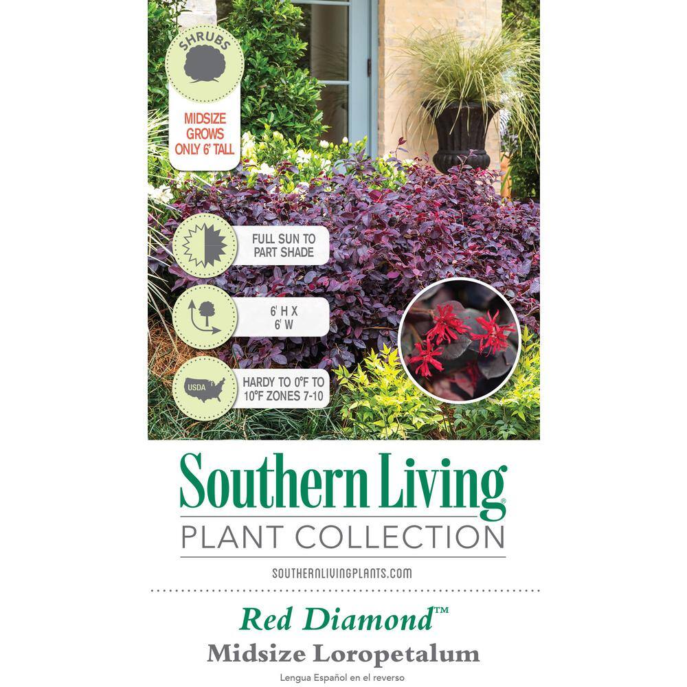 SOUTHERN LIVING 2.5 Qt. Red Diamond Midsize Loropetalum Evergreen Shrub with Purple Foliage Red Ribbon Blooms 4209Q