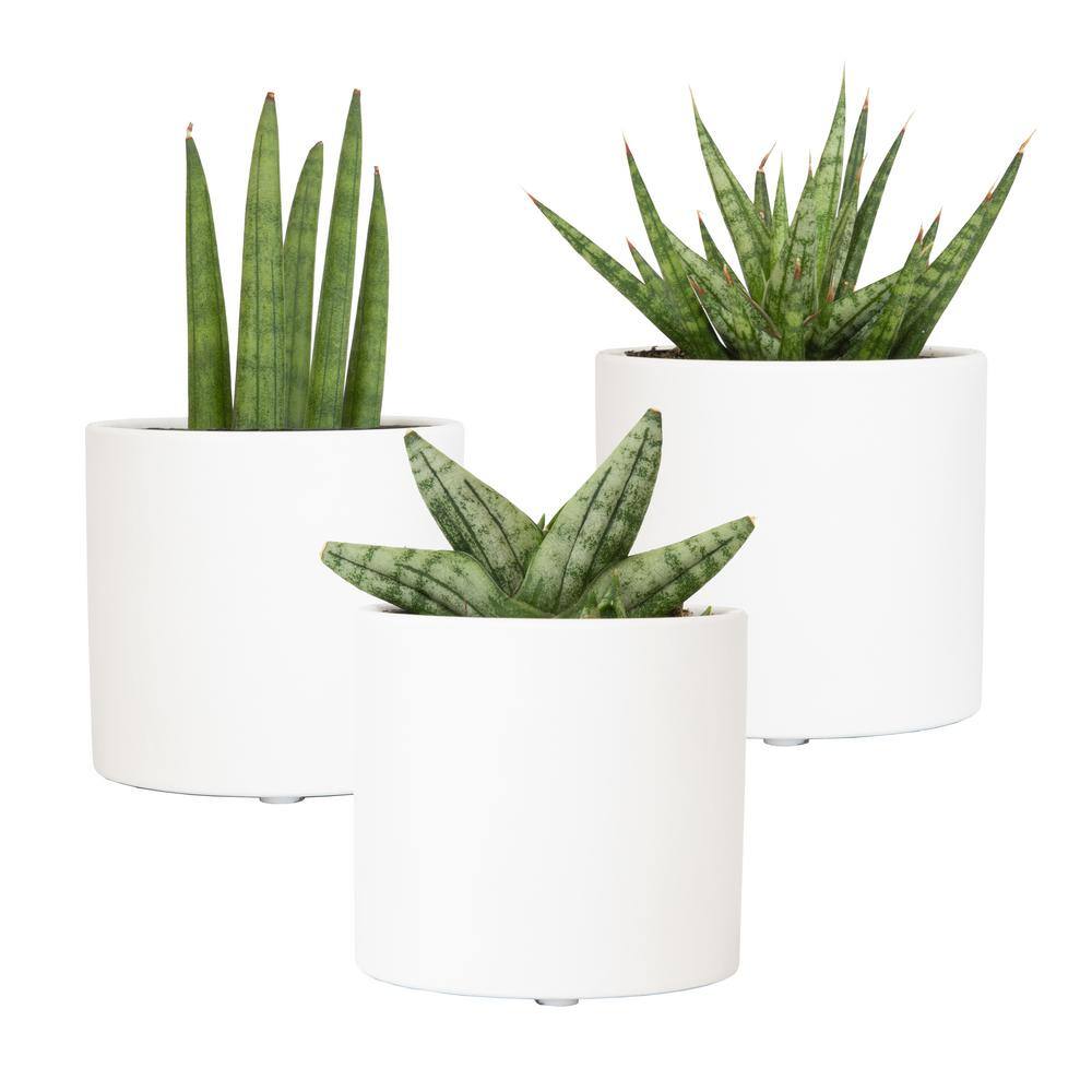 SMART PLANET 2.5 in. Lolite Sansevieria Snake Plant in Matte White Cylindrical Decor Pot (3-Pack) 0880088