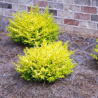 SOUTHERN LIVING 2 Gal. Sunshine Ligustrum Privet Shrub with Golden-Yellow Foliage 14434