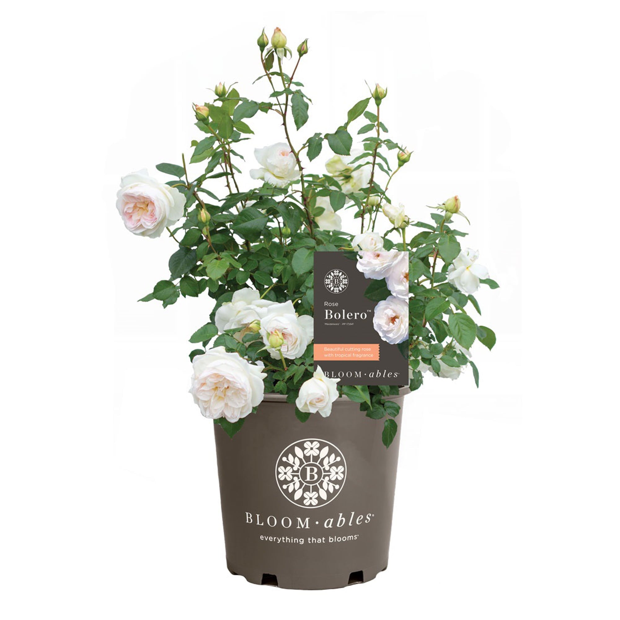 2g Bloomables Rose Bolero Live Shrub