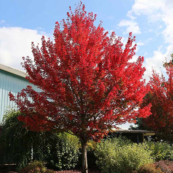 Redpointe® Maple