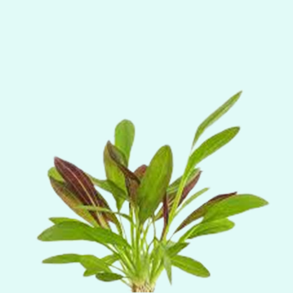 Amazon Sword Red Flame Small Live Aquarium Plants BUY2 GET1 FREE