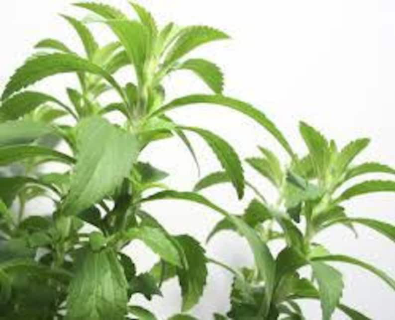 3 Stevia Plants， in 4 inch Pots-- Heat and Cold sensitive. Be mindful of your temps when ordering.