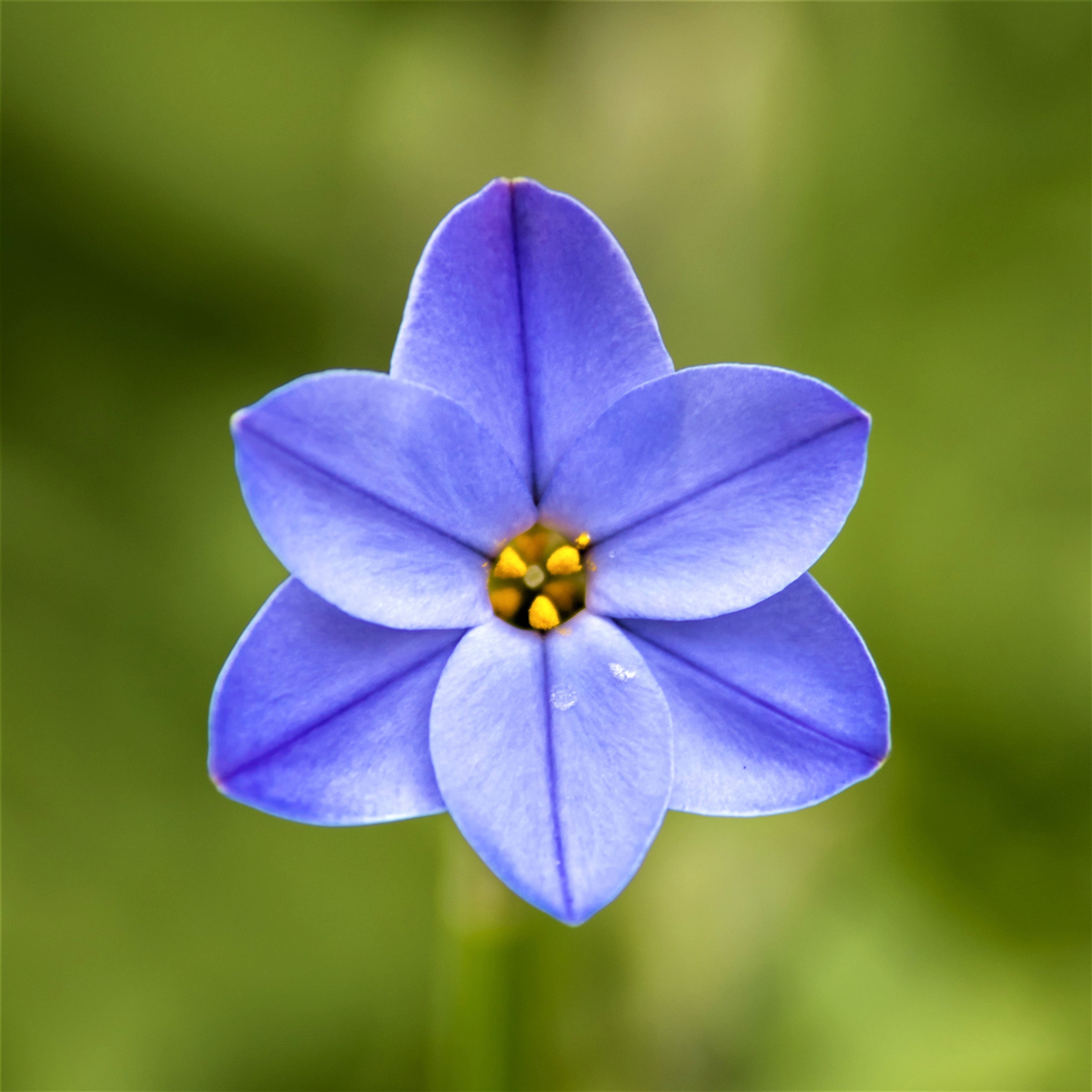 Starflower Rolf Fiedler (10 Bulbs) Blue