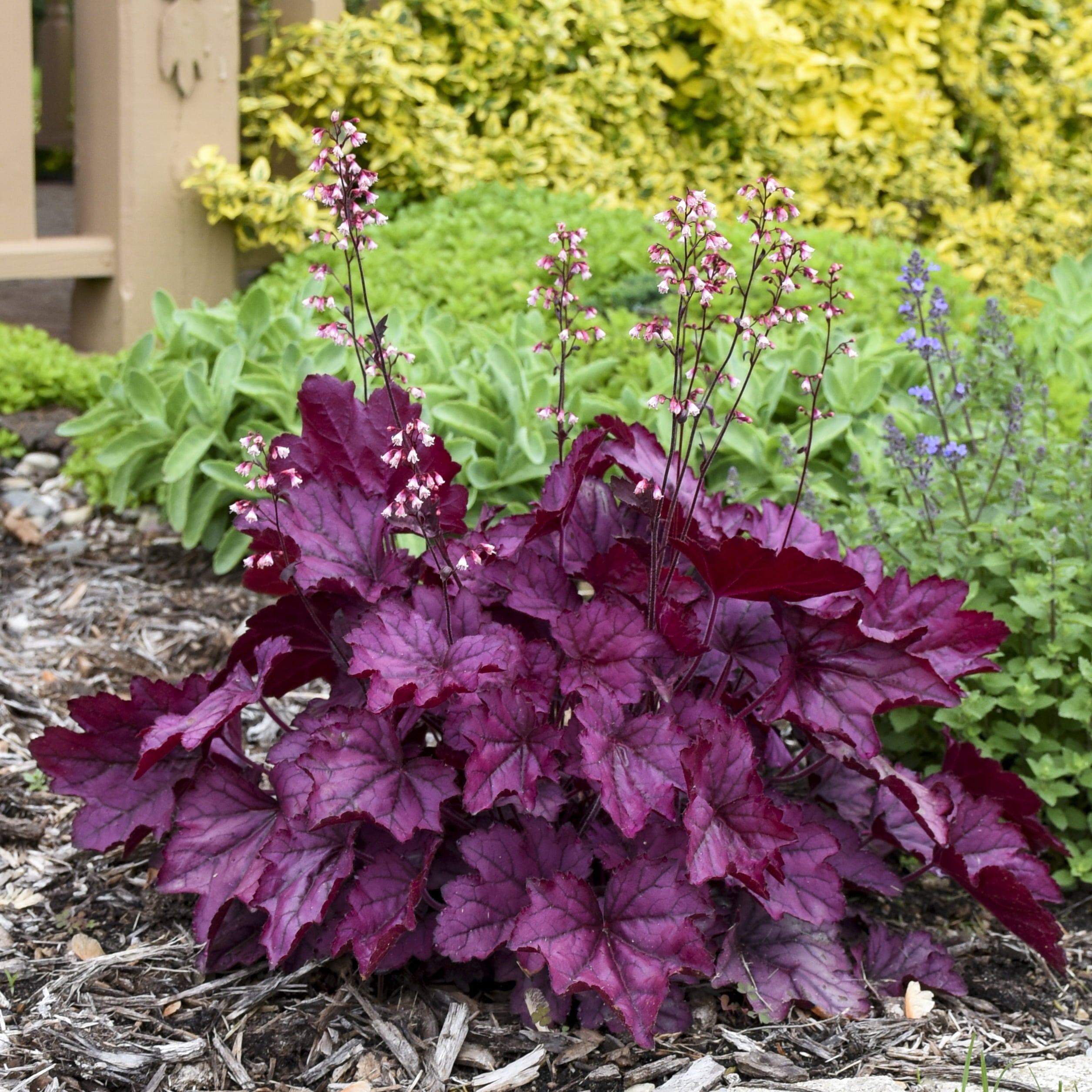 4.5 in. Qt. Primo Wild Rose Coral Bells (Heuchera) Deep Purple Foliage Live Plant