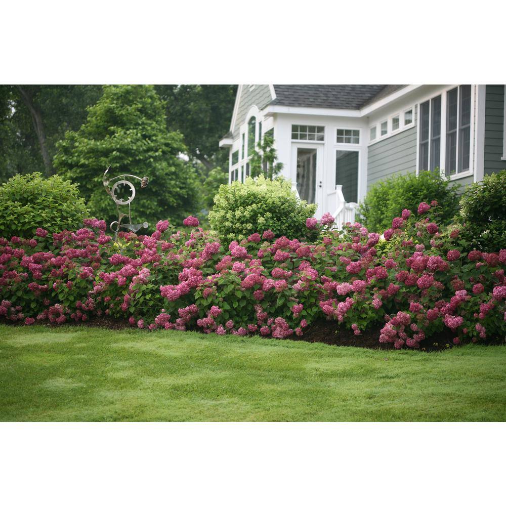 PROVEN WINNERS 4.5 in. Qt. Invincibelle Mini Mauvette Smooth Hydrangea (Hydrangea arborescens) Live Shrub Pink Flowers HYDPRC1167800