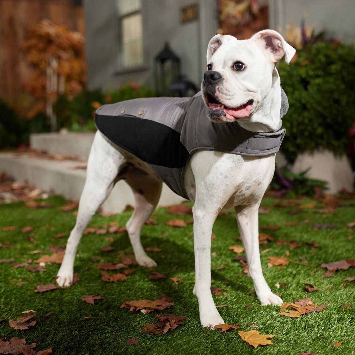 Frisco Mediumweight Faux Zipper Dog and Cat Jacket