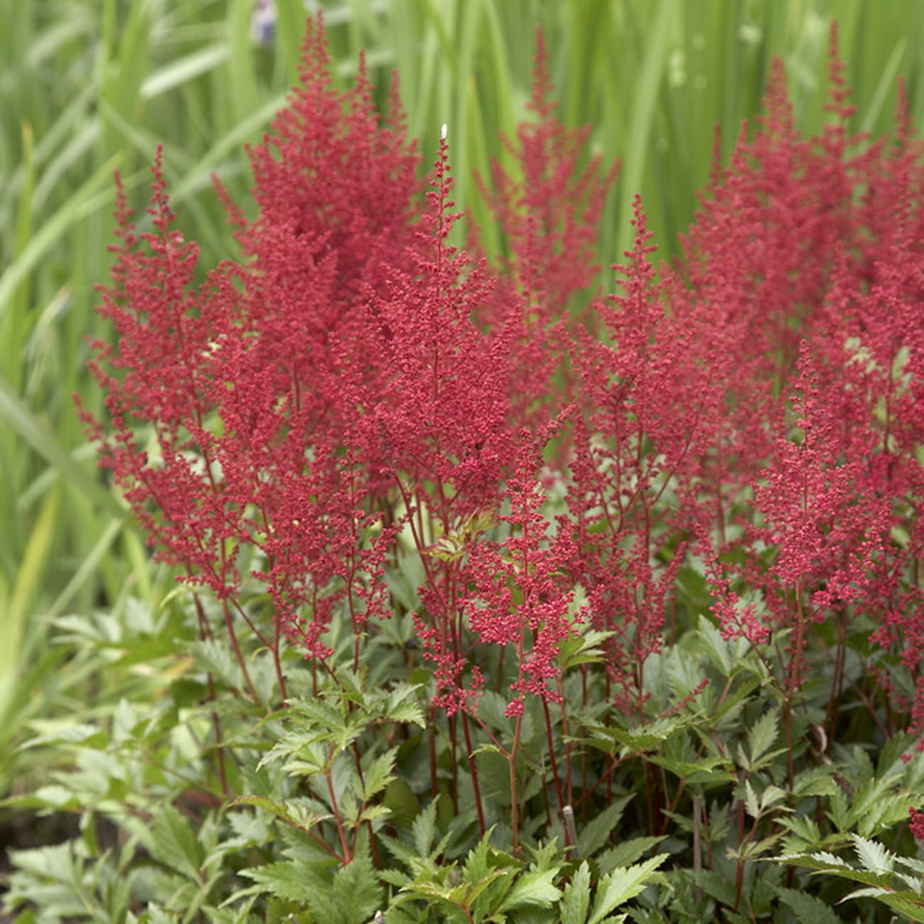 Van Zyverden Astilbe Red Sentinel Set of 5 Plant Roots Red Part Shade