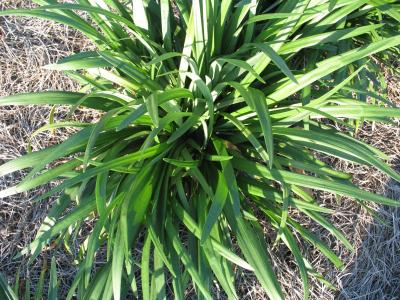 Classy Groundcovers - Lily Turf 'Emerald Goddess' Lilyturf， Border Grass， Monkey Grass {25 Pots - 3 1/2 inch Square}