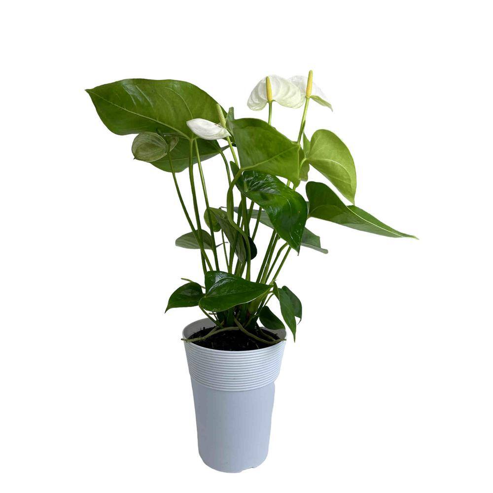 EVERBLOOM GROWERS INC. 5 in. Anthurium Assorted Plant 5ANTASS