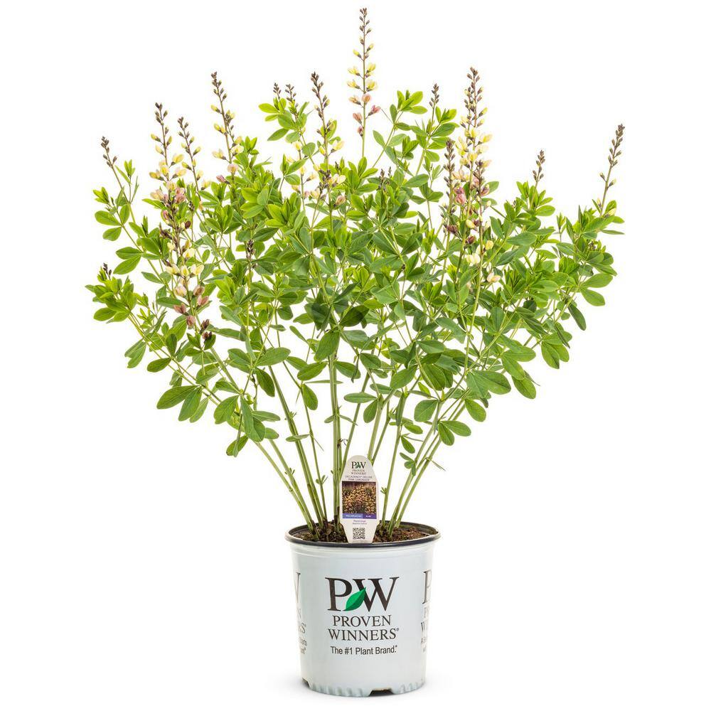 PROVEN WINNERS 3 Gal. Pink Lemonade Baptisia Live Perennial Plant (1-Pack) BAPTI3PLM1PK