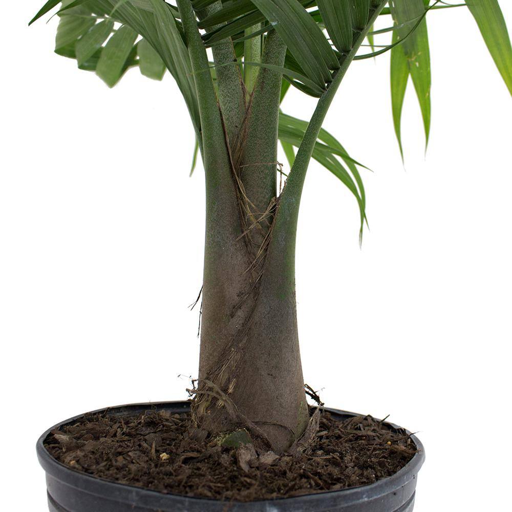 Costa Farms Majesty Indoor Palm in 9.25 in. Grower Pot Avg. Shipping Height 3-4 ft. Tall 10MAJ