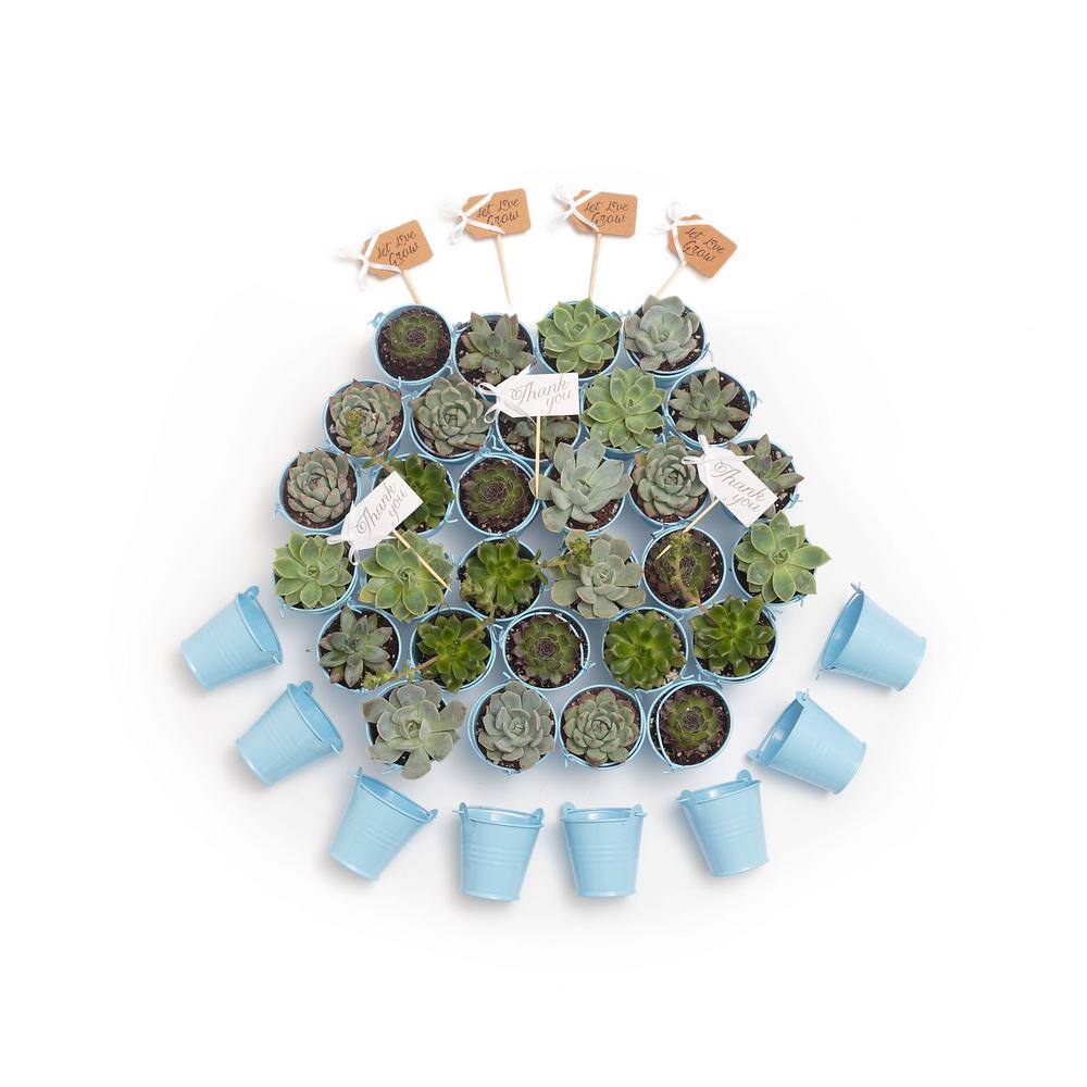 The Succulent Source 2 in. Wedding Event Rosette Succulents Plant with Blue Metal Pails and Let Love Grow Tags (140-Pack) 2-R-B-LLG-140