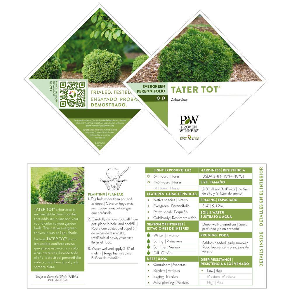PROVEN WINNERS 2 Gal. Arborvitae Tater Tot Evergreen Shrub 18196
