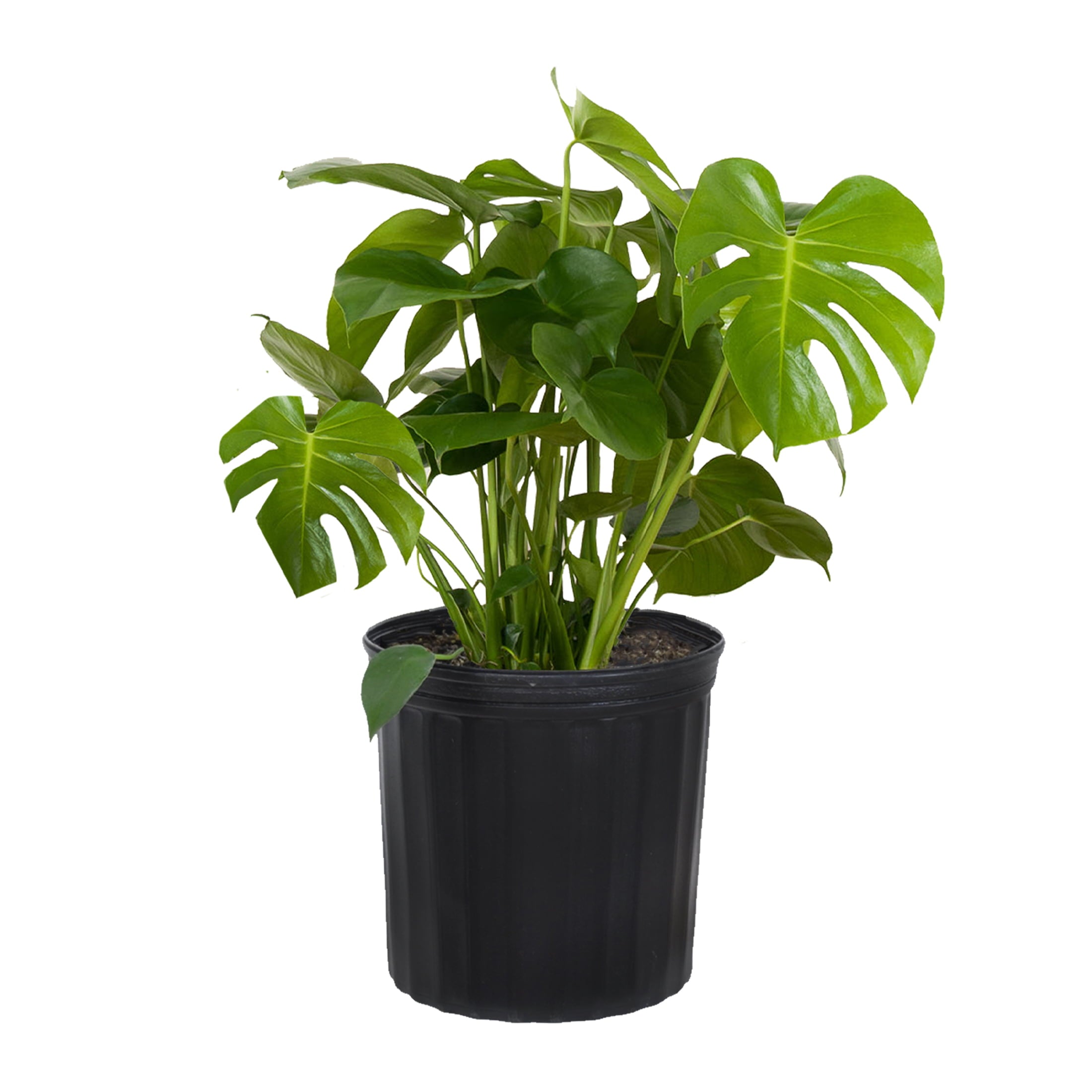 United Nursery Live Indoor 24in. Tall Green Monstera in Medium， Indirect Light Plant in 9.25in. Grower Pot