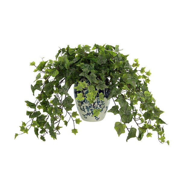 Ivy Plant in a Ceramic Vase