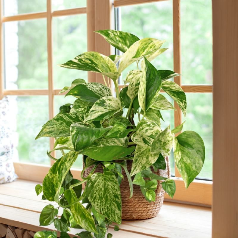 Epipremnum， Marble Queen Pothos Plant