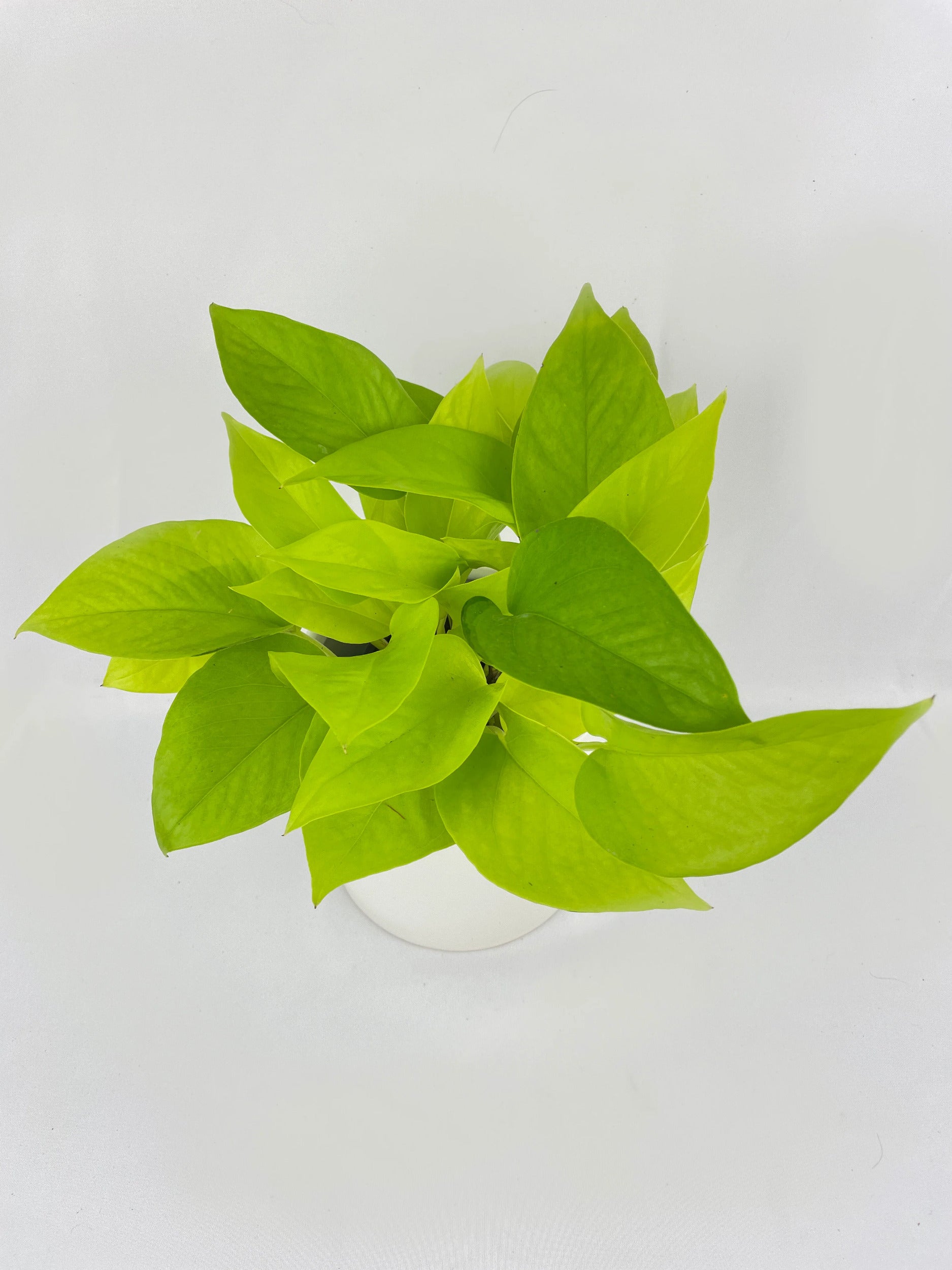 Neon Lemon Lime Pothos