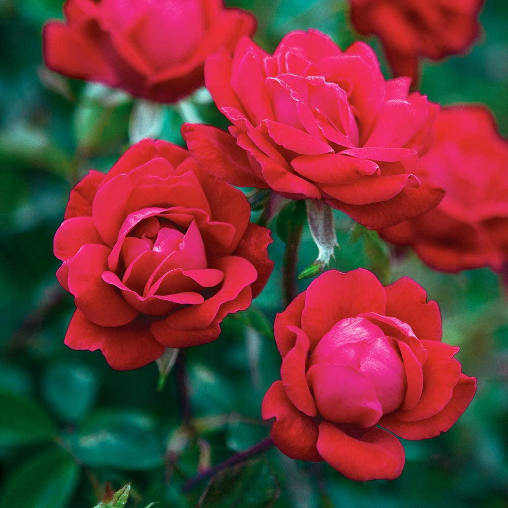 1 Gal. Double Red Knock Out Rose Bush - Reblooming Disease Resistant Landscape Shrub