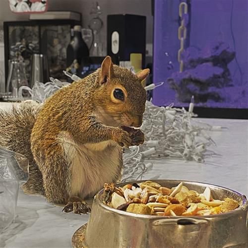 Exotic Nutrition Squirrel Food Starter Kit