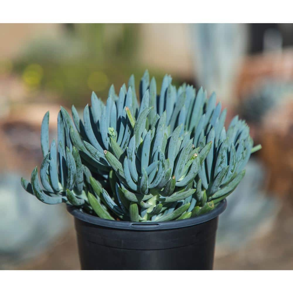 SMART PLANET 1 Gal. Senecio Mandraliscae Blue Chalk Sticks in Grow Pot Single 0880119